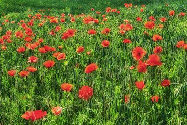 Outdoor, wheat and plants with farming, poppies and...
