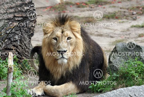 Portrait of sad looking male lion