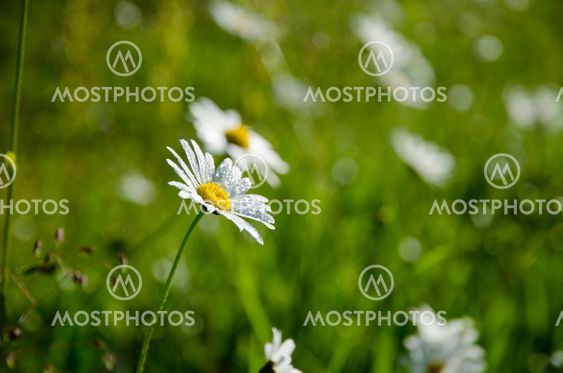 Daisy with water drops