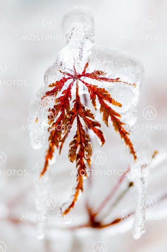 Icy winter leaf