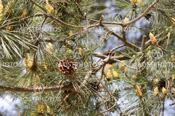 closeup of brown pine cone