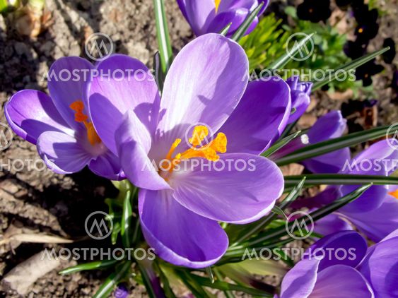 Crocus