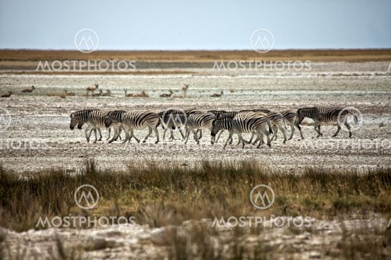 zebra walking in the etosha pan namibia