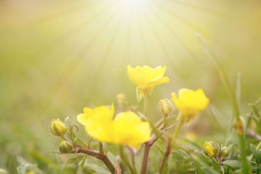 Summer flower in sunlight on green blurred background