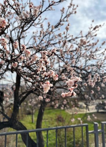 Blossoming tree branches in early spring with a soft sky...