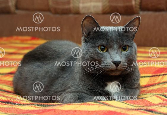 portrait of big gray cat