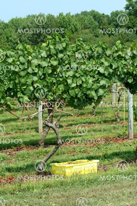 Container of freshly picked grapes