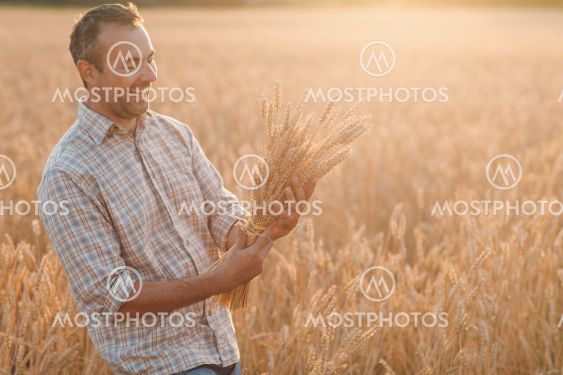 Man farmer holds sheaf of wheat ears in cereal field at...