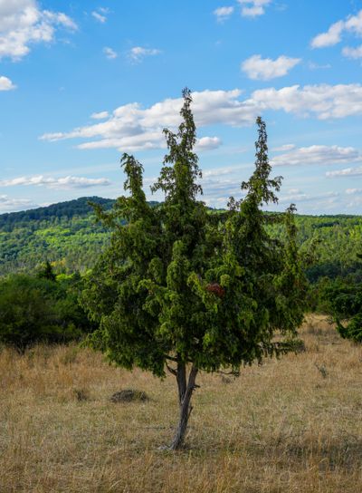 Landscape with a juniper tree. Juniperus.	