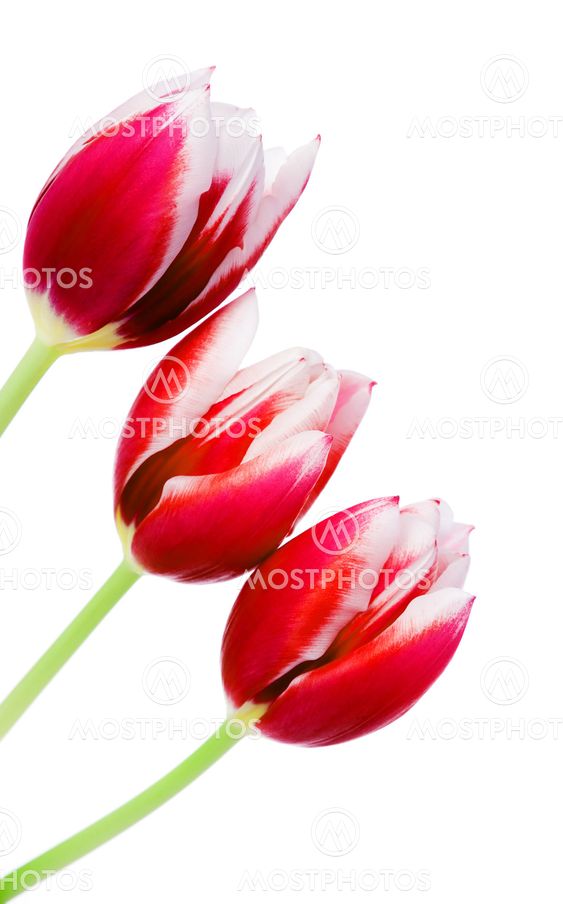 Spring Tulips