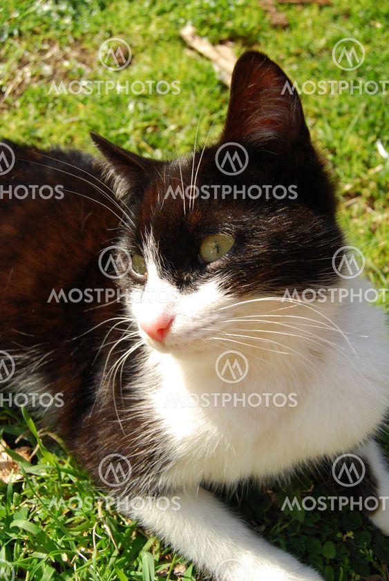 The white and black cat