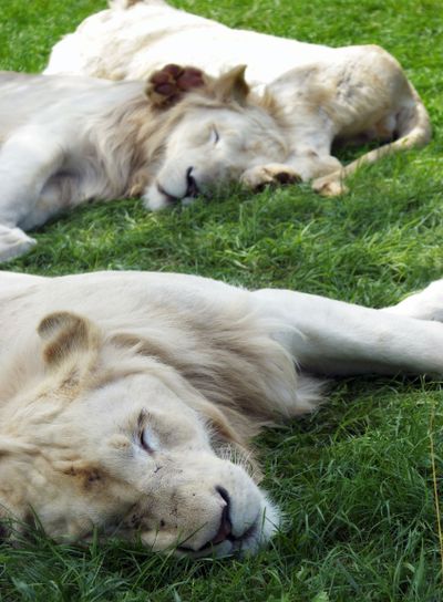 Pride of White Lions