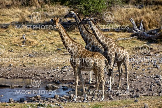 group of giraffe near a waterhole in etosha national park namibia africa