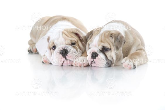 Cute english bulldog puppies isolated