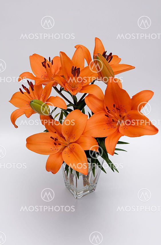 Lilium lancifolium, a bouquet of flowers in orange
