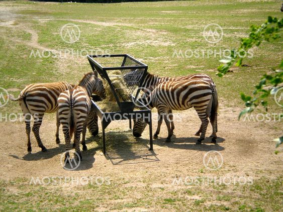 Zebras Having Lunch at the Zoo