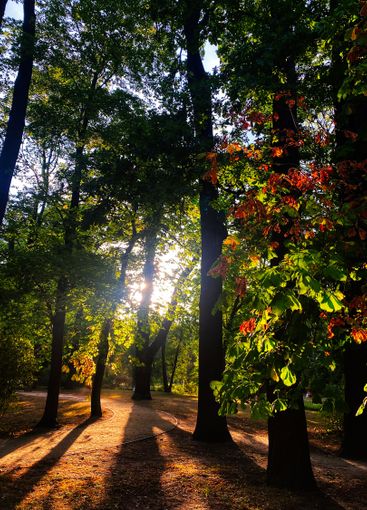 Sunlight shining through trees along a forest path...