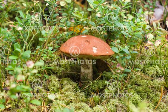 Orange-cup mushroom (Leccinum Aurantiacum) in green moss