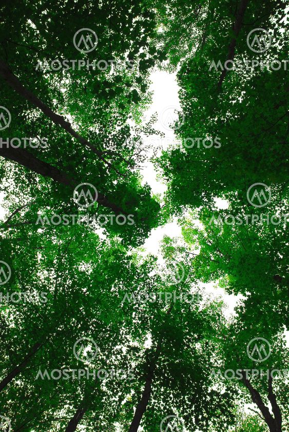 Treetops