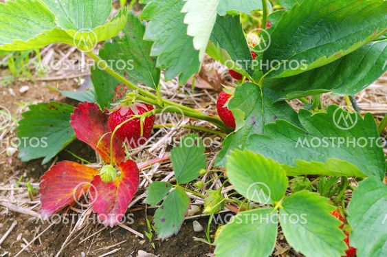 Single Strawberry on the vine