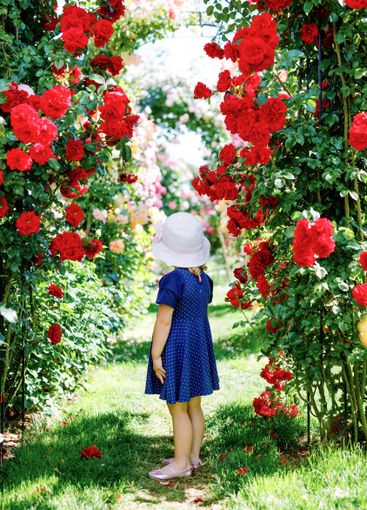 Portrait of little toddler girl in blossoming rose...