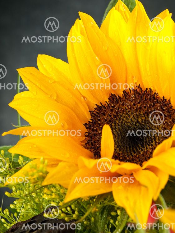 Sunflower with water drops 5
