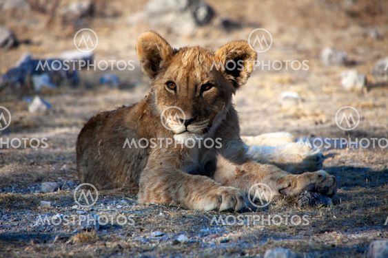 a very young lion cub at etosha national park namibia