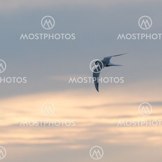 Fisktärna flyger vid en färgad himmel