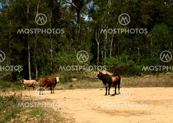 Cows on country dirt road