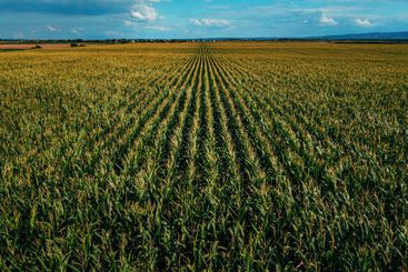 Tasseling corn plants in cultivated field from drone...