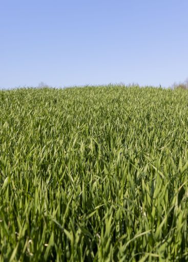 a green wheat field in the spring season