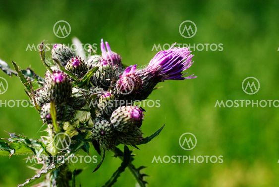 prickly thistle