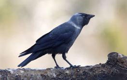 Silhouette of a Jackdaw standing on a log, defocused...