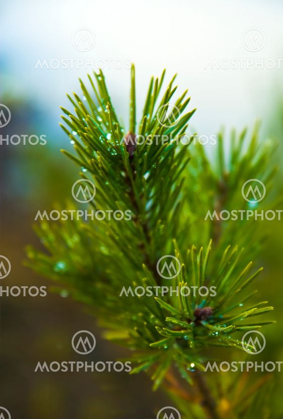 pine branch close-up