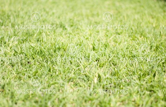 Green grass background