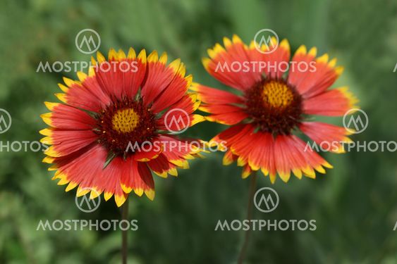 Two flowers