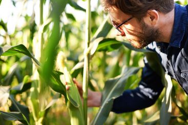 Corn field, farming and man in inspection for growth,...