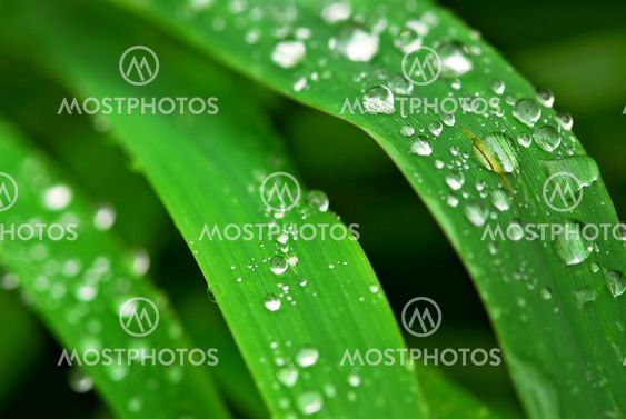 Raindrops on grass