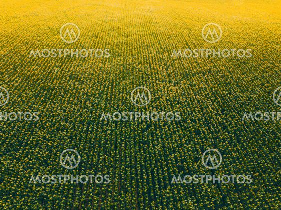 Amazing ladnscape of sunflowers blooming during sunset,...