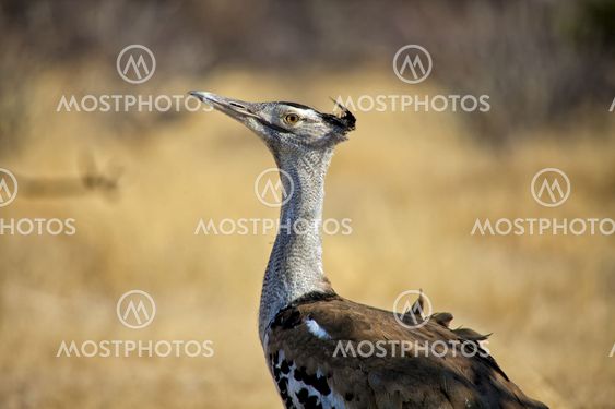 a kori bustard in etosha national park namibia