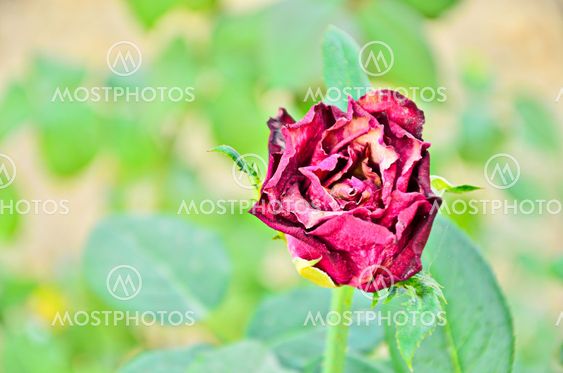 Faded rose isolated