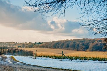 Winter, snow and dirt road with trees in nature for...