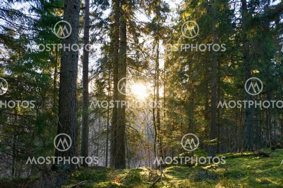 Skogen visar sina framfötter