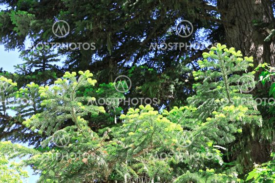 New green pins of the fir branch