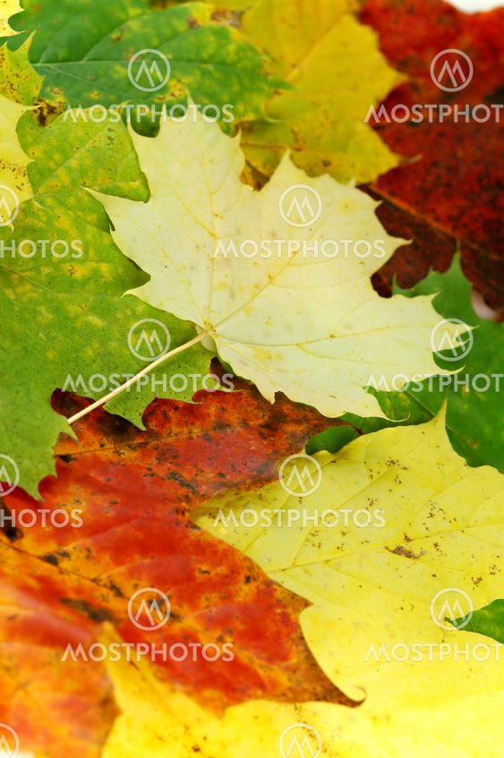 Autumn leaves