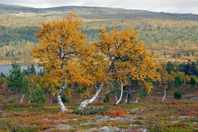 Höst träd Grövelsjön