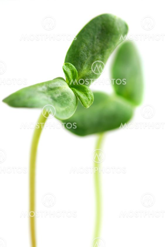 Green sprouts