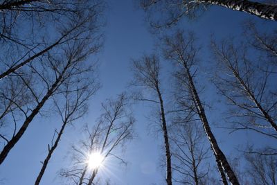 Spring birches in the sun against a blue sky background