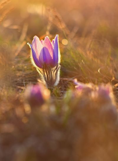 Spring flower. Nature with meadow and sunset. Seasonal...