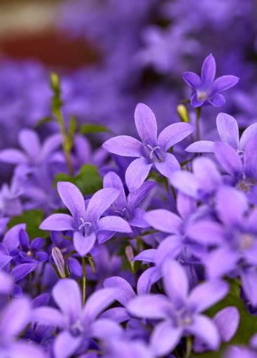 Plants, nature or closeup of flowers by home for...